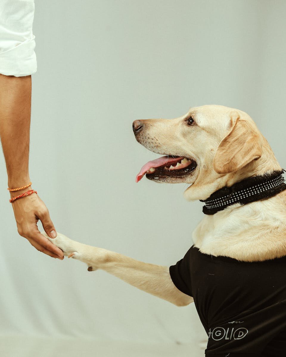 Labrador retriever in black shirt giving paw during a studio photoshoot, showcasing loyalty and obedience.
