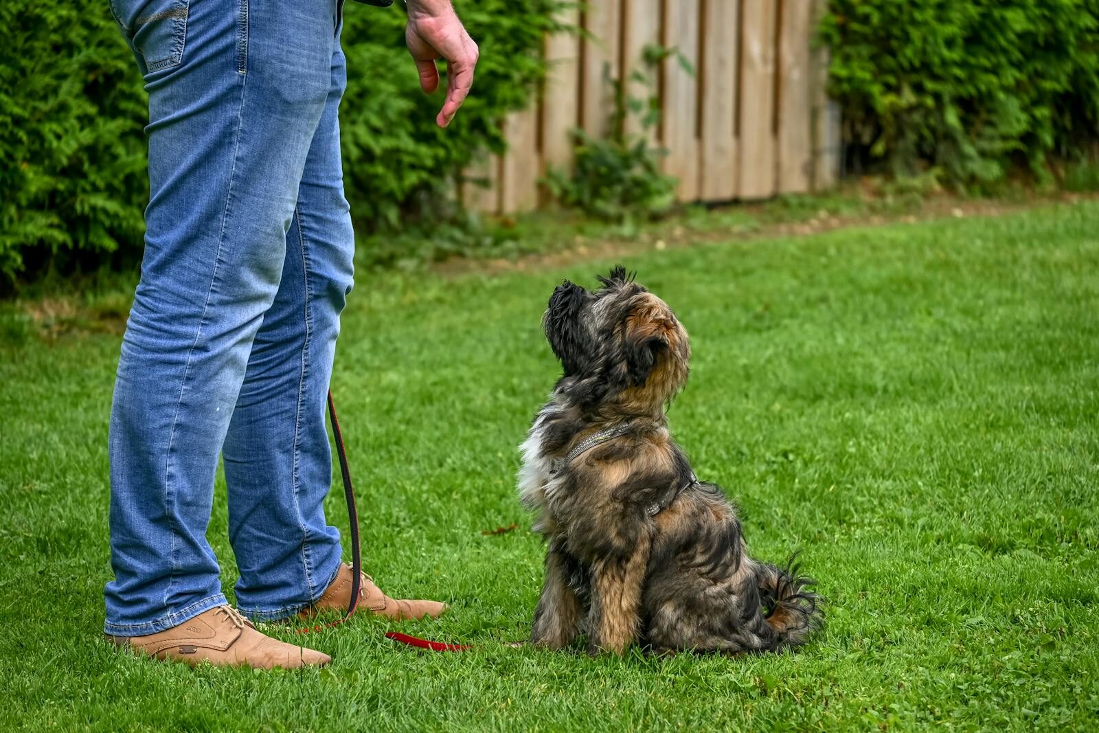 A Tibetan Terrier dog sitting attentively for training in a backyard setting.