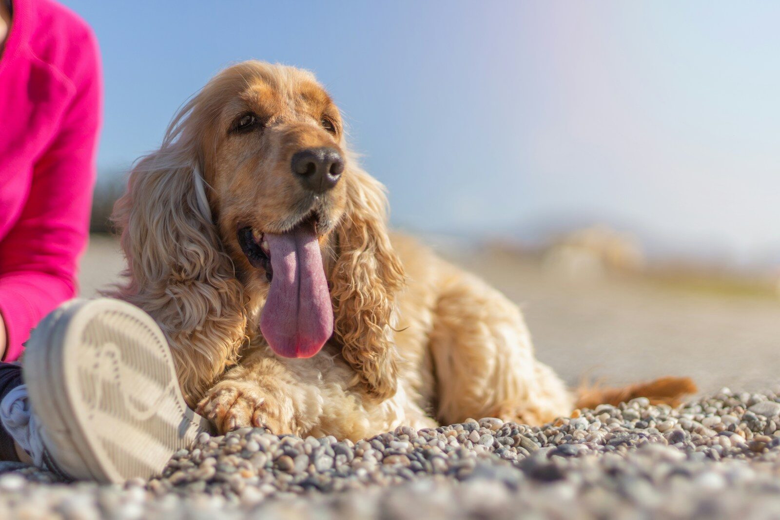 A golden spaniel rests on a pebble beach