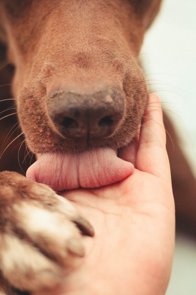 brown short coated dog on persons hand