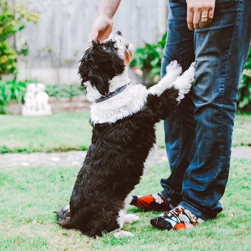 A fluffy dog eagerly interacts with a man in a sunny backyard, showcasing a bond of affection.