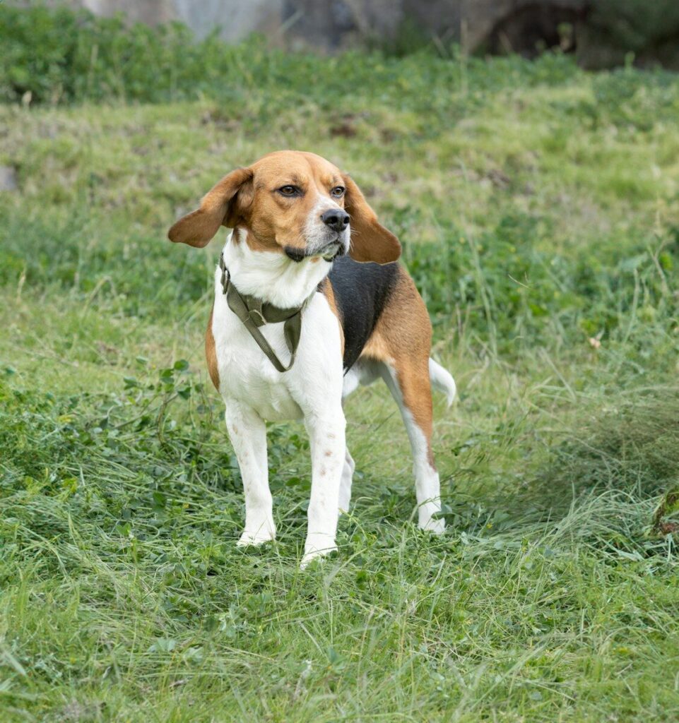 beagle a brown and white dog standing on top of a lush green field