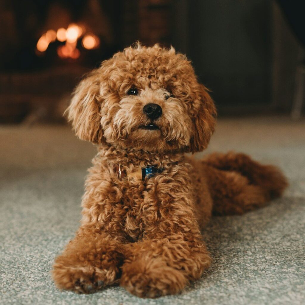 brown poodle puppy on blue carpet