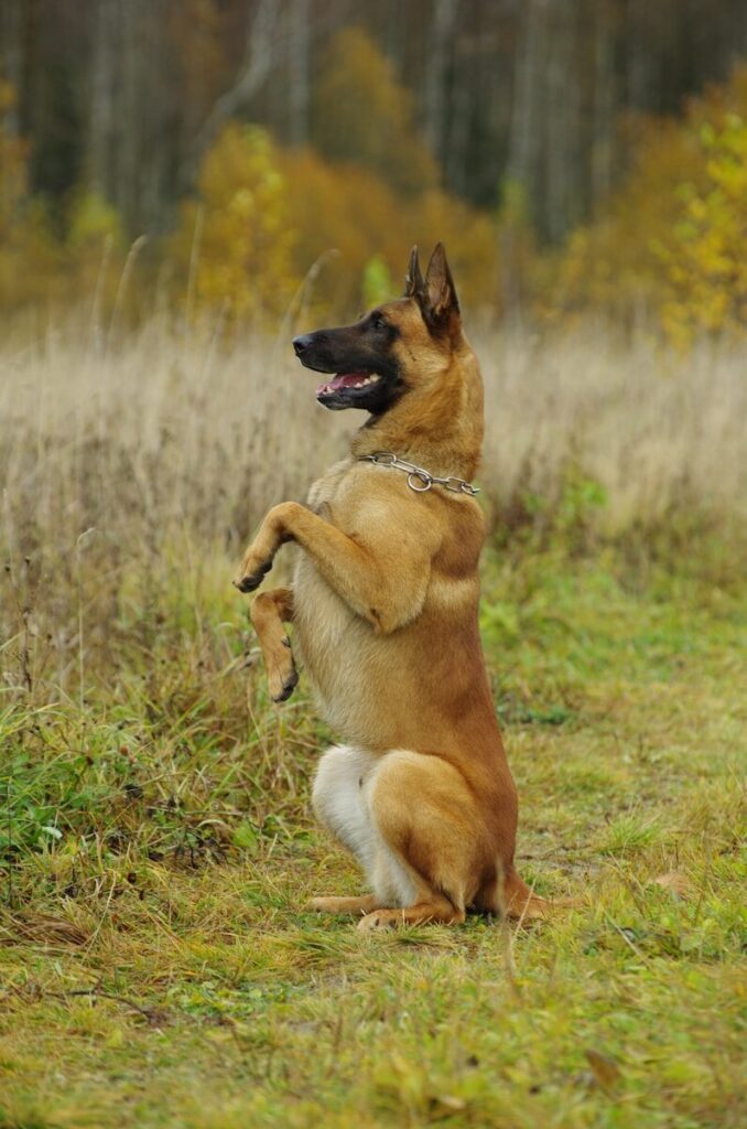a malinois dog standing on its hind legs in a field