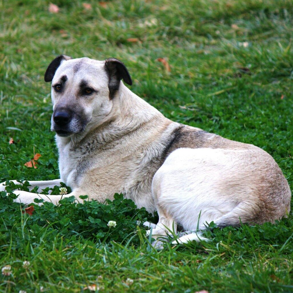 A large kangal dog rests on a grassy lawn.