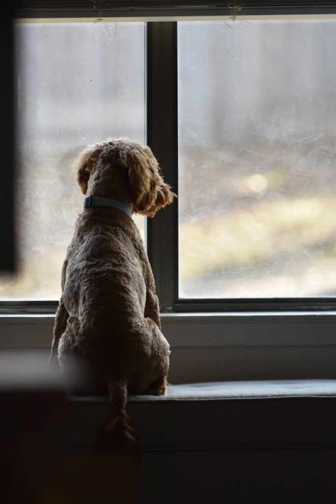 a dog sitting on a window sill looking out the window