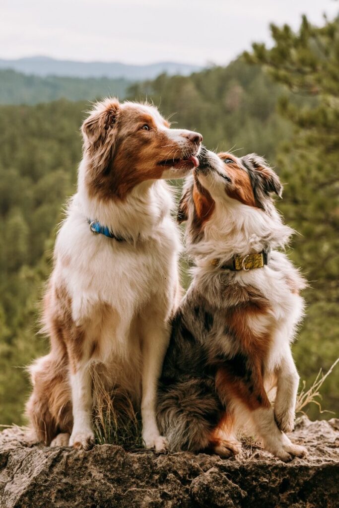 a couple of dogs sitting on top of a rock