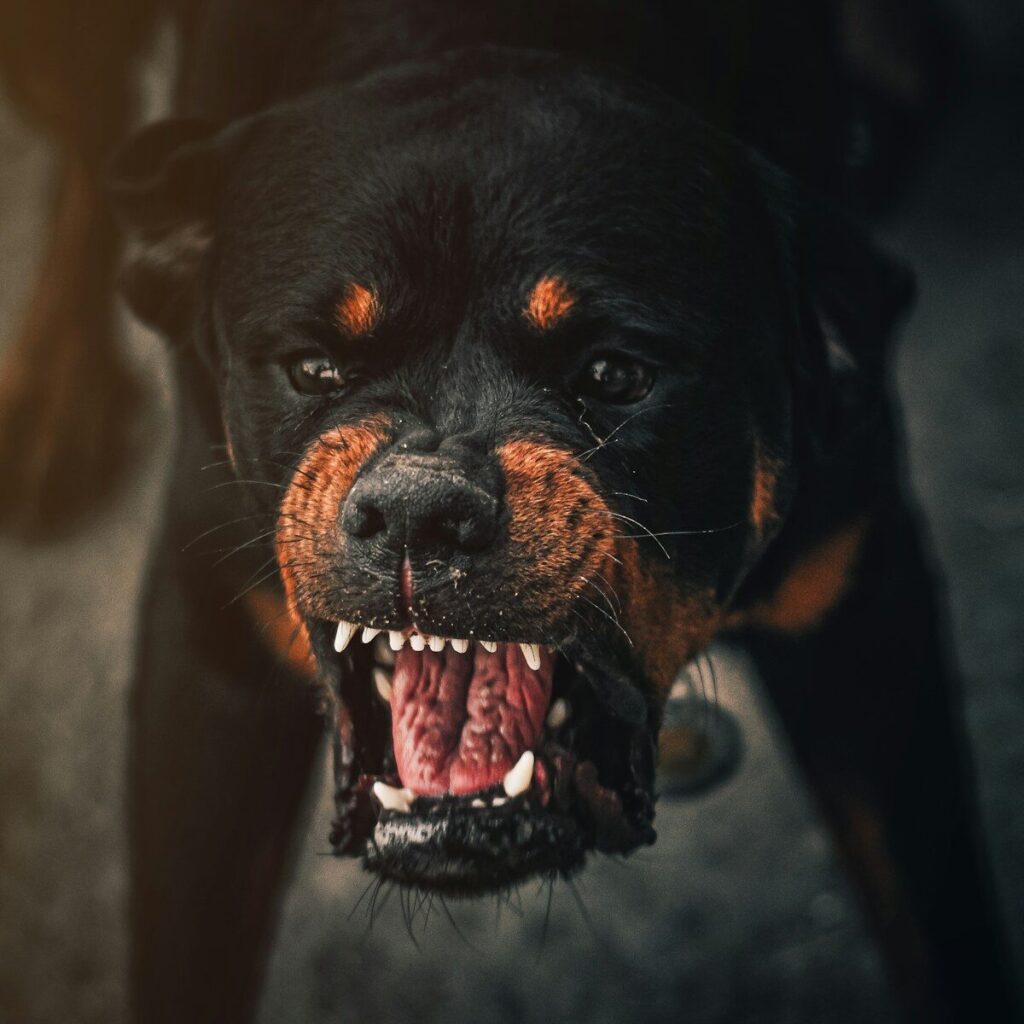 rottweiler dog with its mouth open