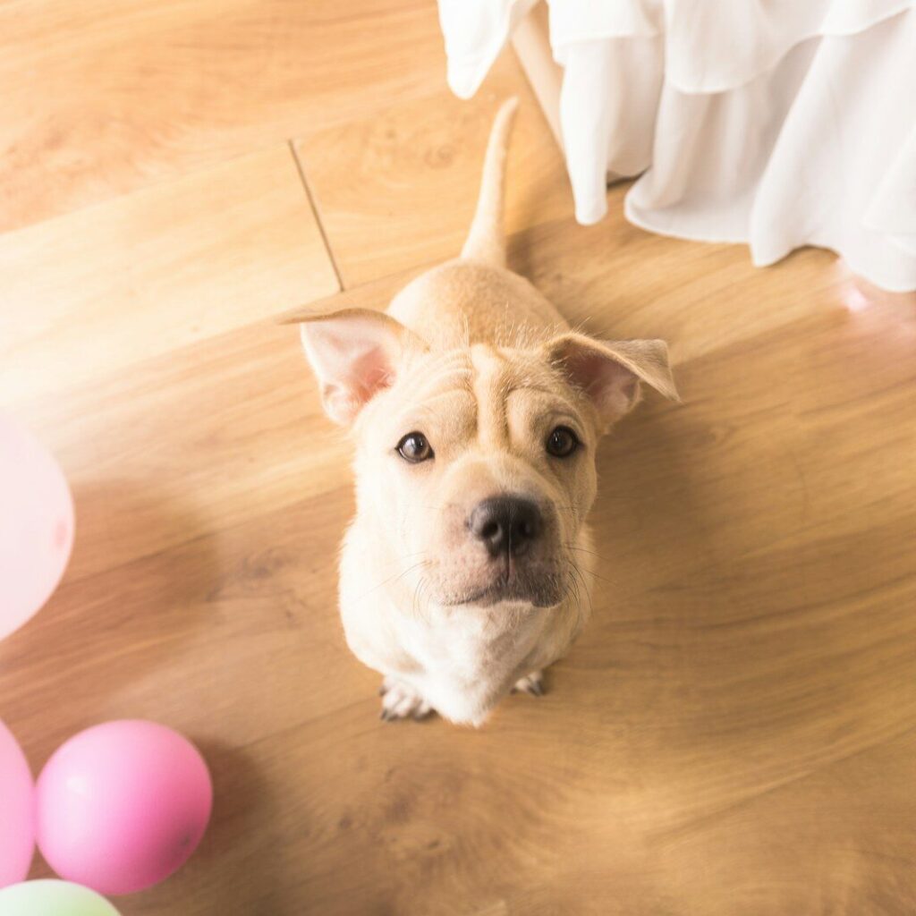 brown short coated dog sitting on brown wooden floor