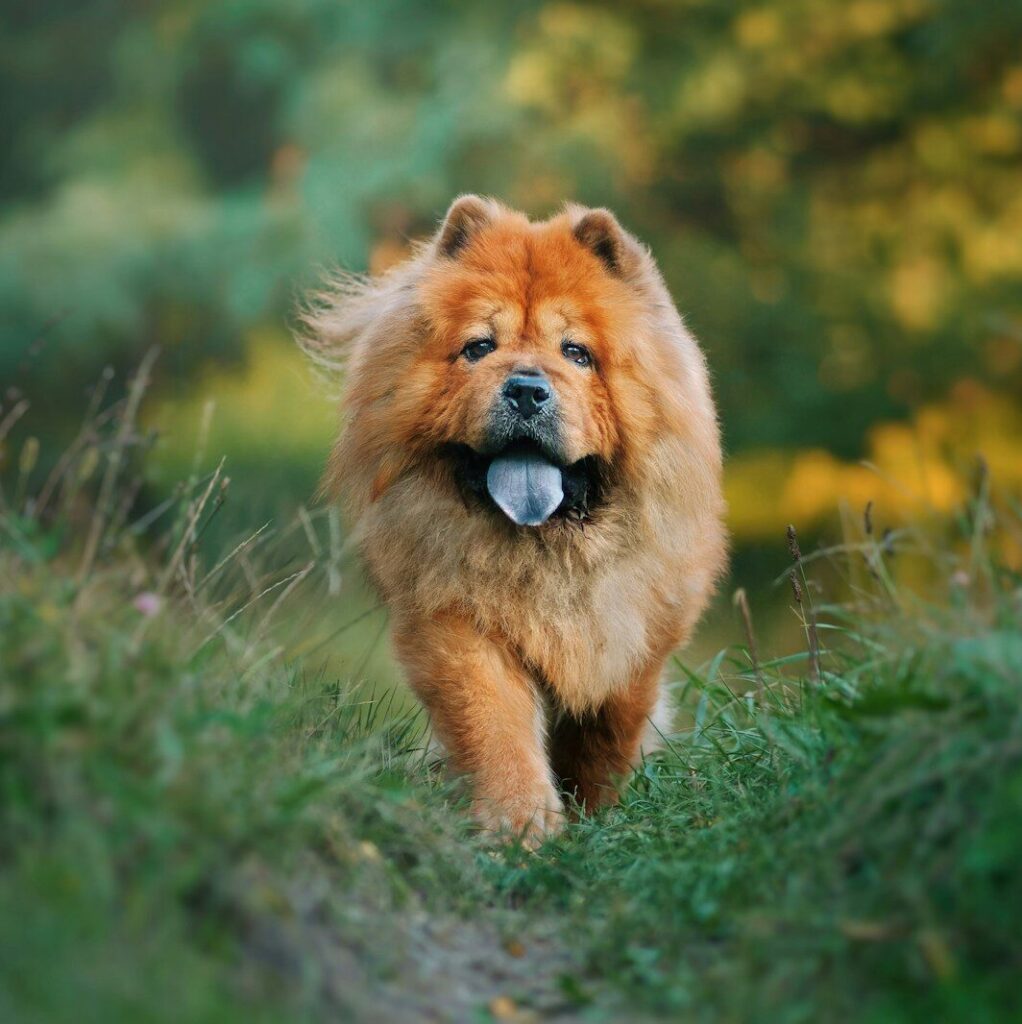 a dog running through grass