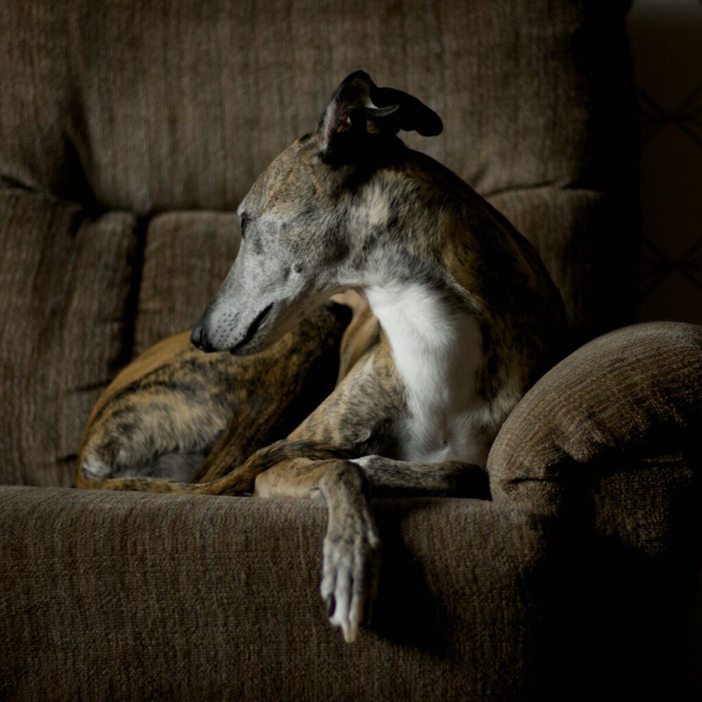 A brindle greyhound rests on a brown couch.