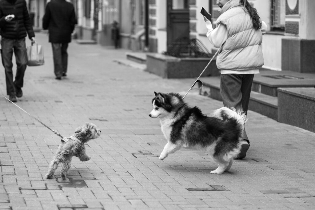 Two dogs meet each other on a city sidewalk.