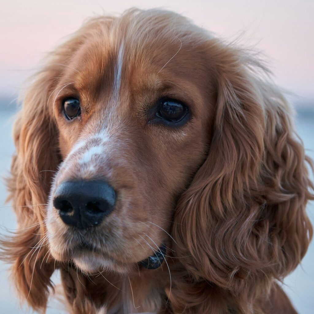 a spaniel dog with a sad face