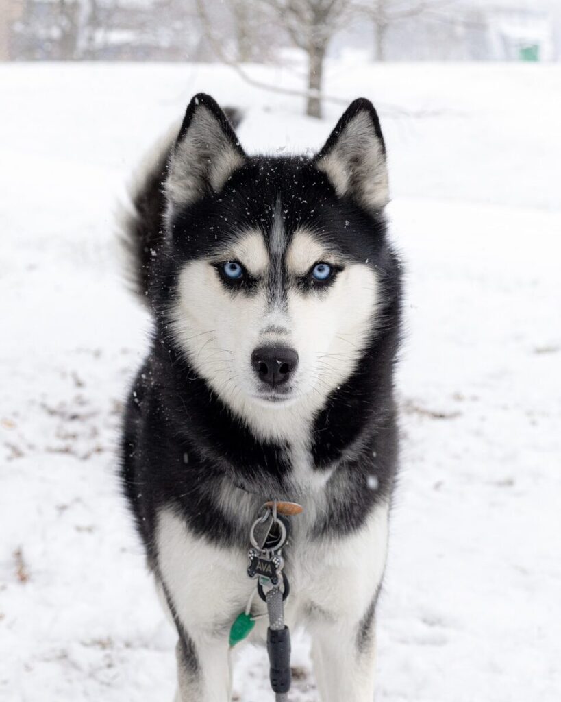 a husky dog with blue eyes standing in the snow